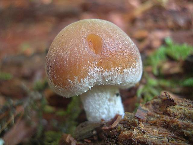 Psathyrella  spintrigeroides      P.D.Orton